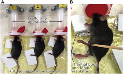 Heat-Induced Limb Length Asymmetry Has Functional Impact on Weight Bearing in Mouse Hindlimbs